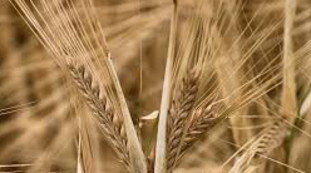 Cereali e fibre vegetali, il ruolo decisivo dell'intestino: coronavirus, quello che non sapevamo