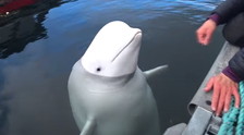 Il cetaceo in Norvegia? "Una spia addestrata da Putin": microcamere, sospetti sconvolgenti sulla Russia