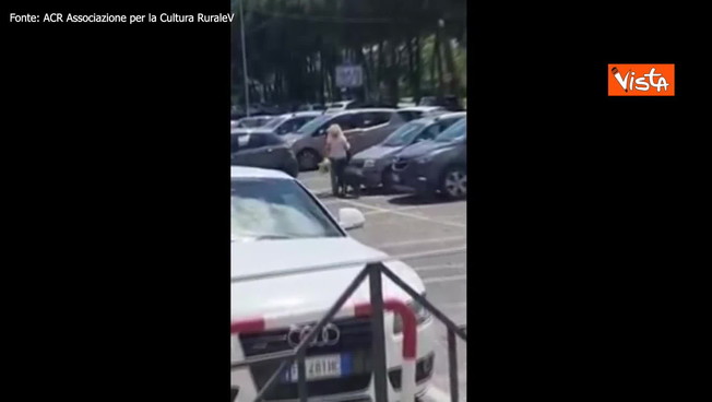 Roma, branco di cinghiali ruba la spesa a una donna: l'aggressione incredibile