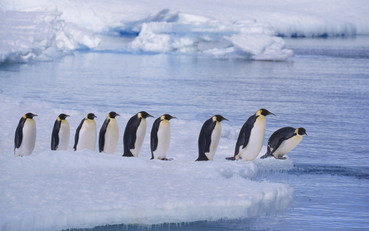 Antartico