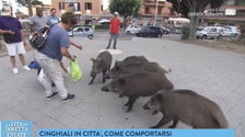 I cinghiali invadono Roma? Un Feltri a valanga: "Perché la Raggi non deve combatterli" | <span style=color: rgb(153, 0, 0);>Guarda</span>
