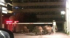 Cinghiali a Roma, ecco che cosa state vedendo. Da Raggi a Gualtieri, sempre peggio