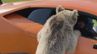 Ecco che fine fa la Lamorghini dello sceicco: arriva un orso e... il video che fa il giro del mondo | Guarda