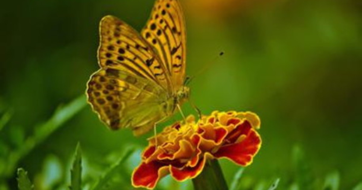 Con le farfalle se ne va la biodiversità europea Con le farfalle se ne va la biodiversità europea