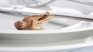 Der Frosch landet auf dem Teller: Udine Schock, was mit der ersten Gabel passiert ist