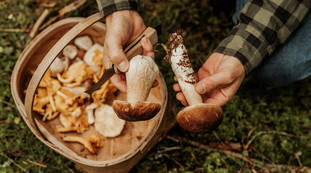Raccolgono funghi nel parco cittadino e li mangiano: a Treviso finisce in disgrazia