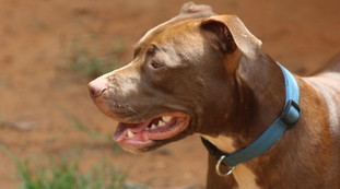 Bimba sbranata e uccisa dal pitbull, una clamorosa svolta: perché il padre è indagato
