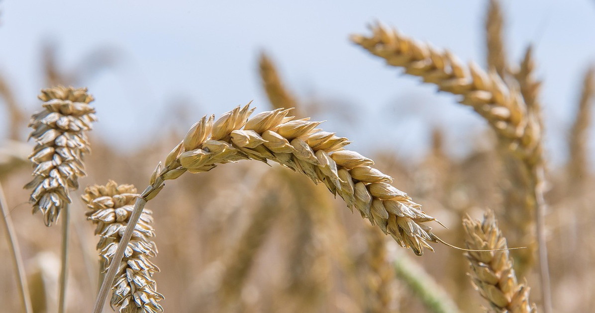 evviva la co2 che ci d224 il pane cosa dice la scienza