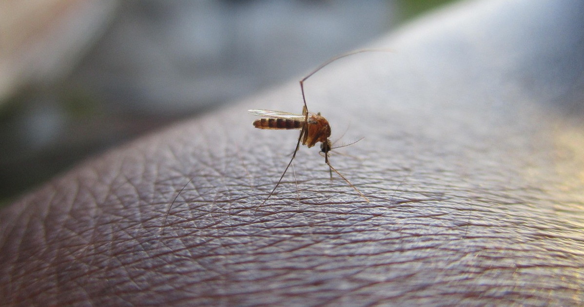virus west nile una donna morta a latina allerta zanzara pu242 provocare danni enormi in italia