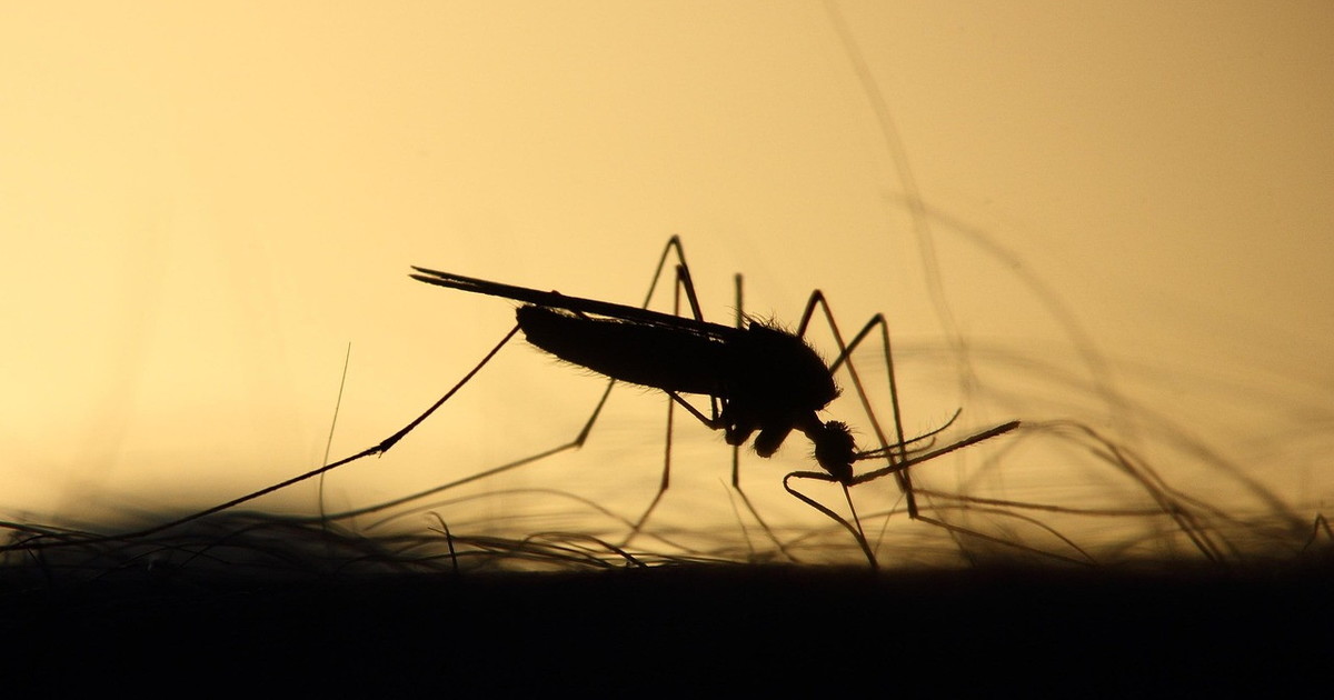 virus west nile fatale a un anziana sei casi a latina ma niente panico