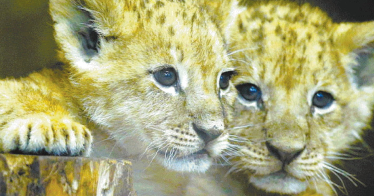 La leonessa in gabbia non allatta i cuccioli: lo zoo li sopprime La leonessa in gabbia non allatta i cuccioli: lo zoo li sopprime