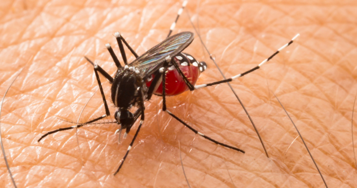 Virus Chikungunya, primo caso in Italia: l