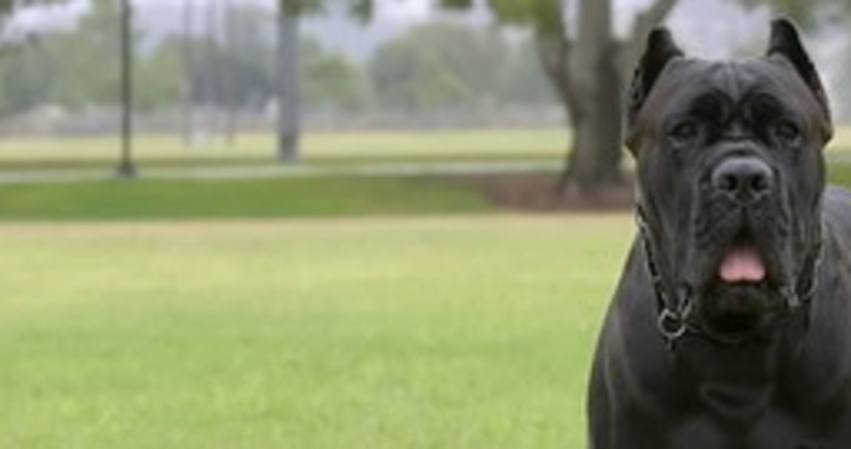 Terracina, cane corso impazzisce: sbrana il padrone, scene atroci
