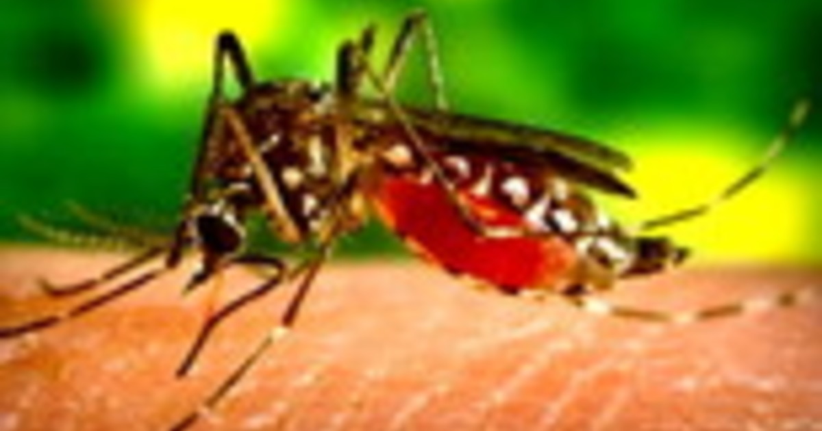 west nile il 2176 morto e la scoperta sui gabbiani paura nel lazio
