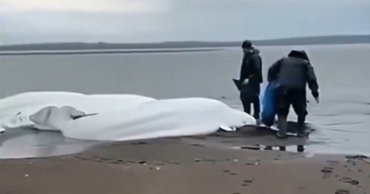 Terremoto in Kamchatka, beluga spiaggiati poche ore prima