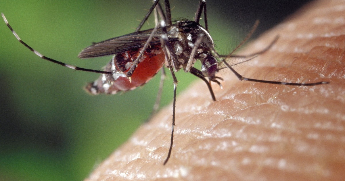 West Nile, un altro morto e boom di contagi: "Sterminare le zanzare", cresce la paura West Nile, un altro morto e boom di contagi: "Sterminare le zanzare", cresce la paura