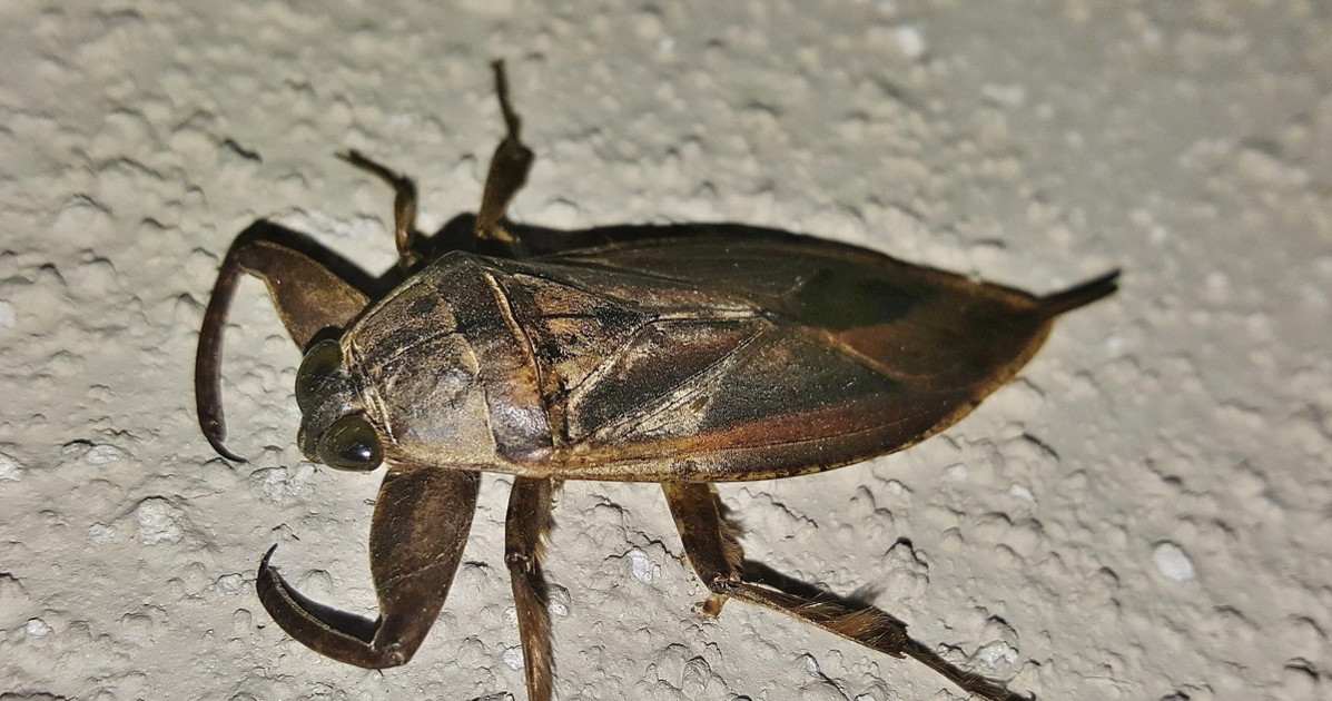 Morbo di Lyme, i danni (terribili) del morso di zecca: chi mette ko Morbo di Lyme, i danni (terribili) del morso di zecca: chi mette ko