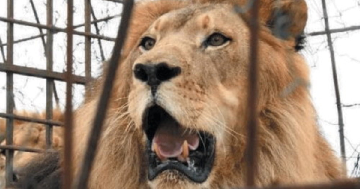 Orrore allo zoo: "Dateci i vostri animali domestici per far mangiare i nostri leoni" Orrore allo zoo: "Dateci i vostri animali domestici per far mangiare i nostri leoni"
