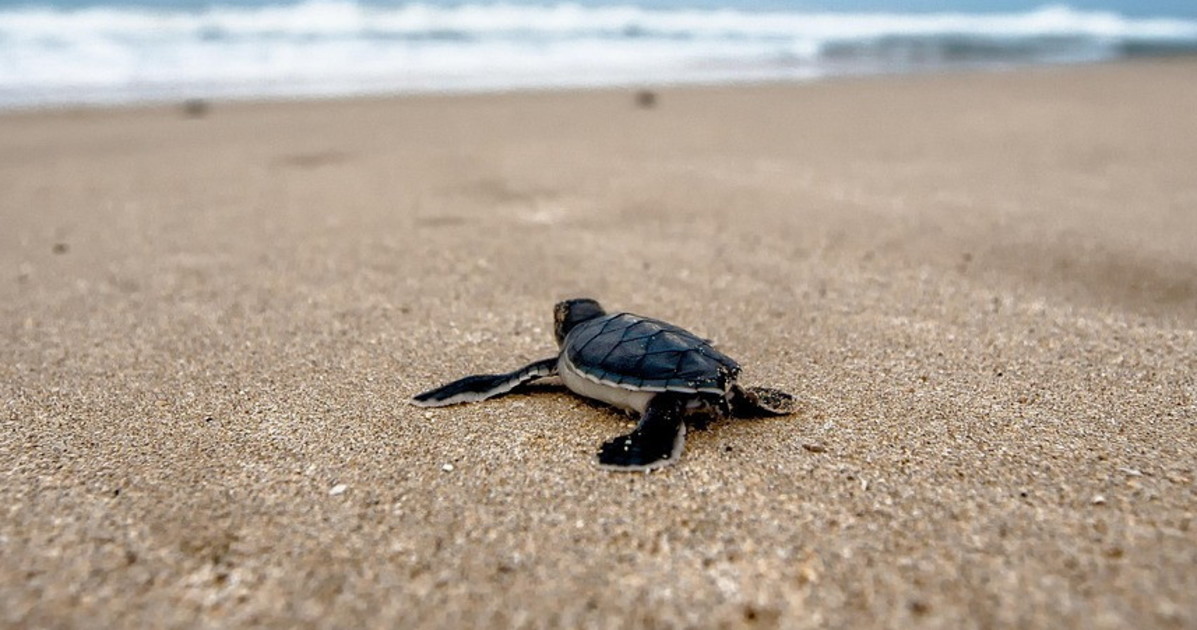 Tartarughe caretta caretta, ecco come aiutarle Tartarughe caretta caretta, ecco come aiutarle