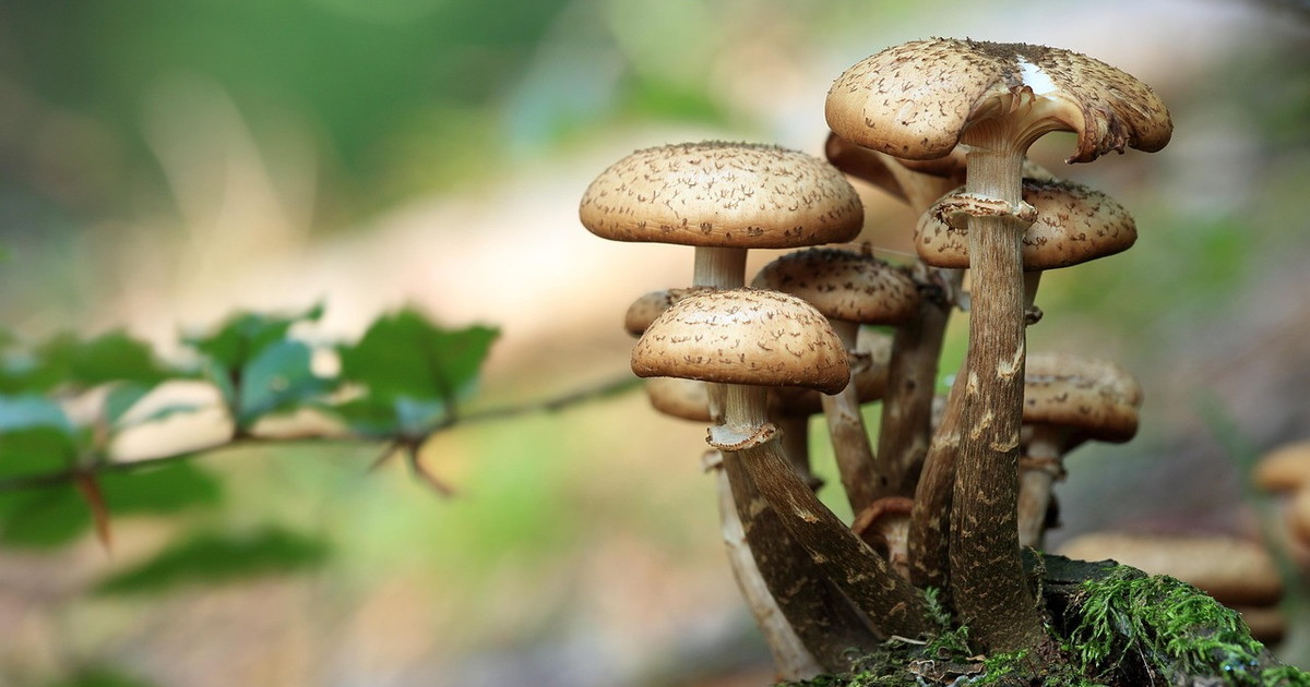 I cercatori di funghi ora litigano