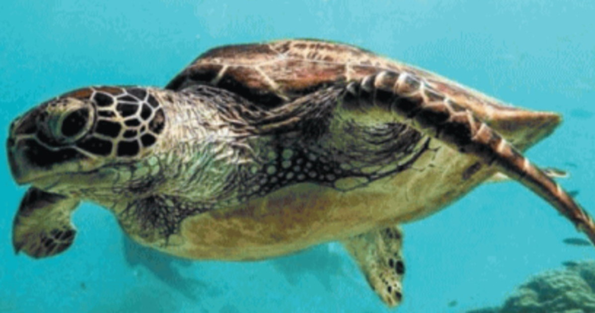 Tartarughe marine, tane in Liguria: cosa succede