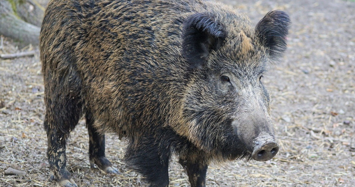 se un cinghiale distrugge l auto la regione paga i danni
