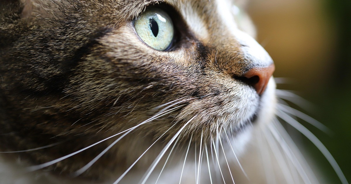 Nella Francia di Macron neanche i gatti sono più liberi di miagolare. E li multano Nella Francia di Macron neanche i gatti sono più liberi di miagolare. E li multano