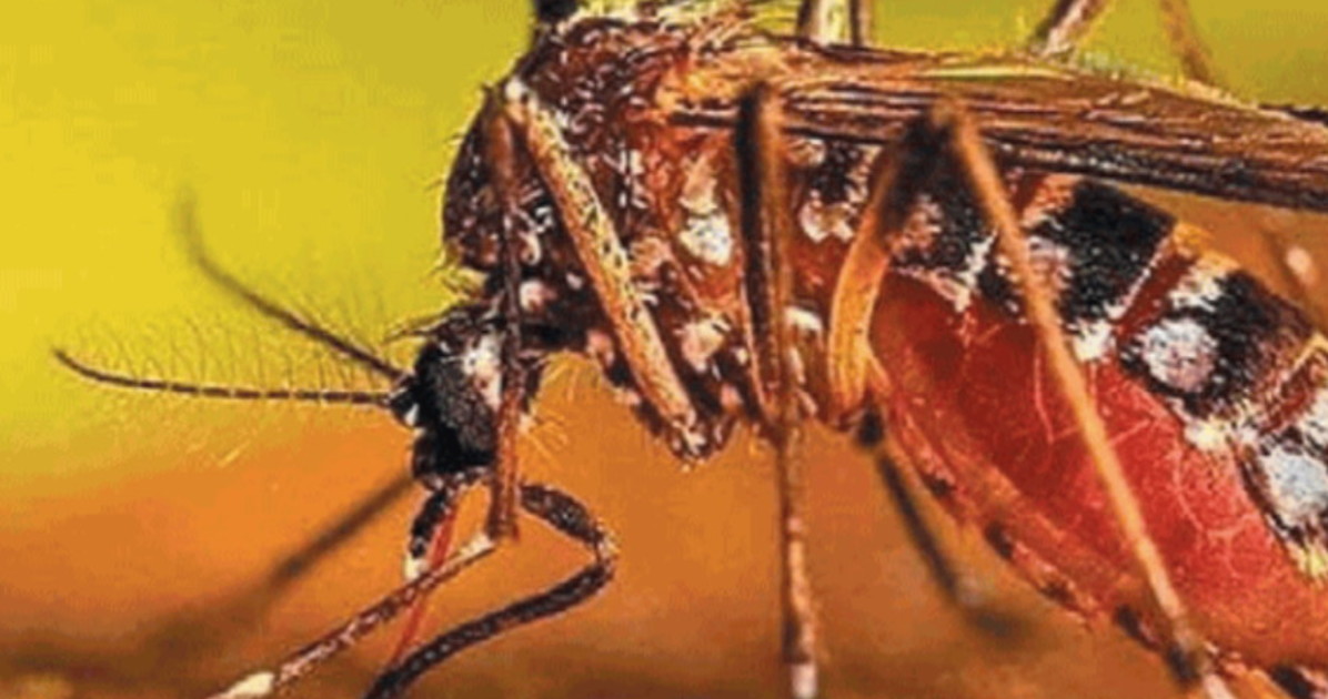 Zanzare "immortali", allarme in tutta Italia: cosa sta succedendo Zanzare "immortali", allarme in tutta Italia: cosa sta succedendo