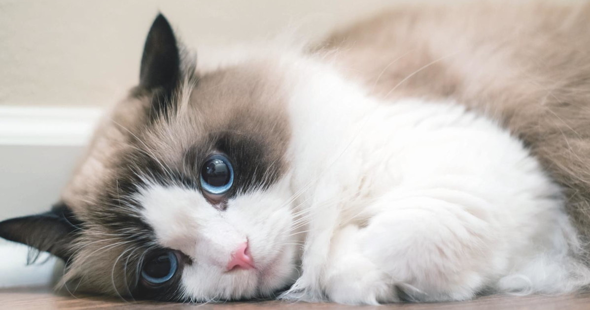 IN PASSERELLA AL SUPERCAT SHOW 50 RAGDOLL E OLTRE 70 MAINE COON