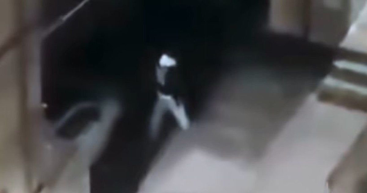 Potenza, distrugge oltre 100 specchietti: chi è il vandalo Potenza, distrugge oltre 100 specchietti: chi è il vandalo