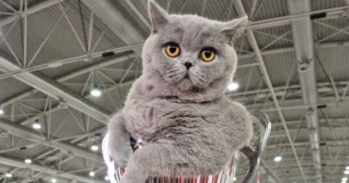 gatti al supercat show ha vinto mila british shorthair blu da Liberoquotidiano.it gatti al supercat show ha vinto mila british shorthair blu
