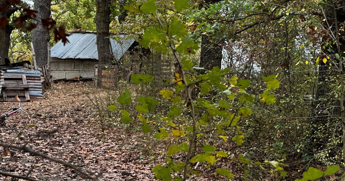 Famiglia nel bosco, "Meloni allarmata": valuta l