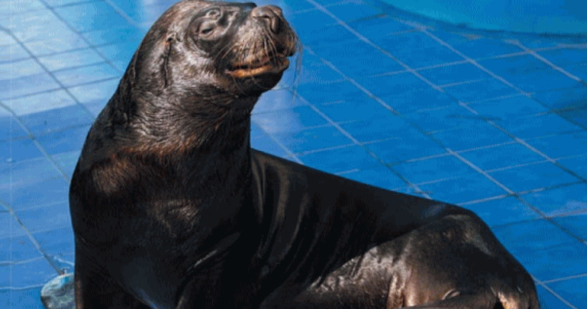 Saylor, il leone marino massacrato torna a camminare