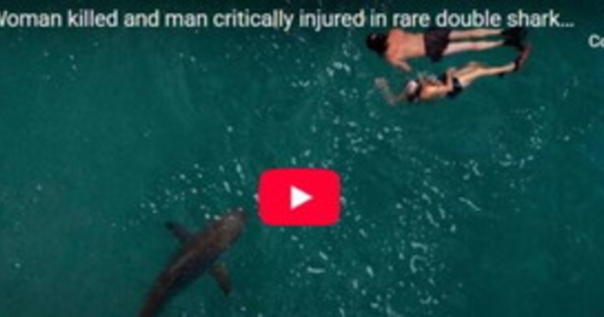 Australia, 20enne sbranata da uno squalo: immagini agghiaccianti Australia, 20enne sbranata da uno squalo: immagini agghiaccianti