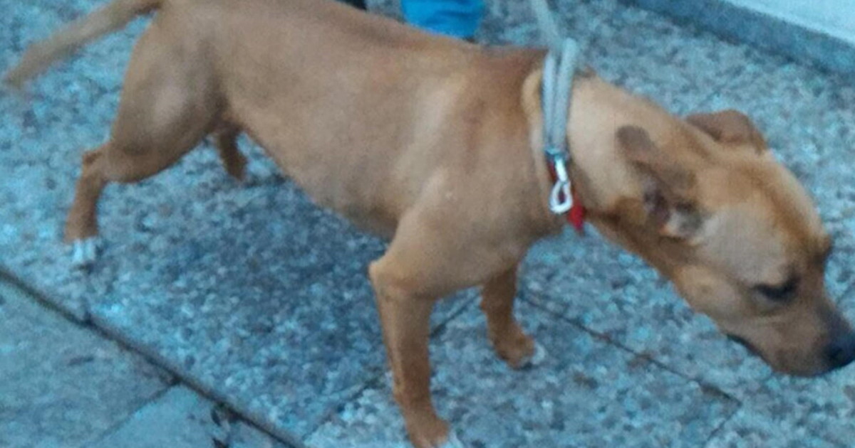 Acerra, uccisa a 9 mesi dal pitbull: i dettagli choc dell