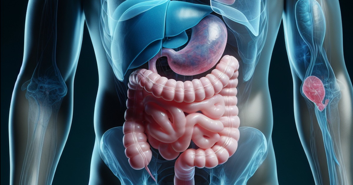 Intestino, l Intestino, l