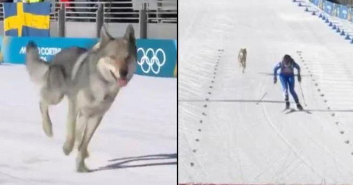 Incontro con il lupo: semplici regole per restare al sicuro