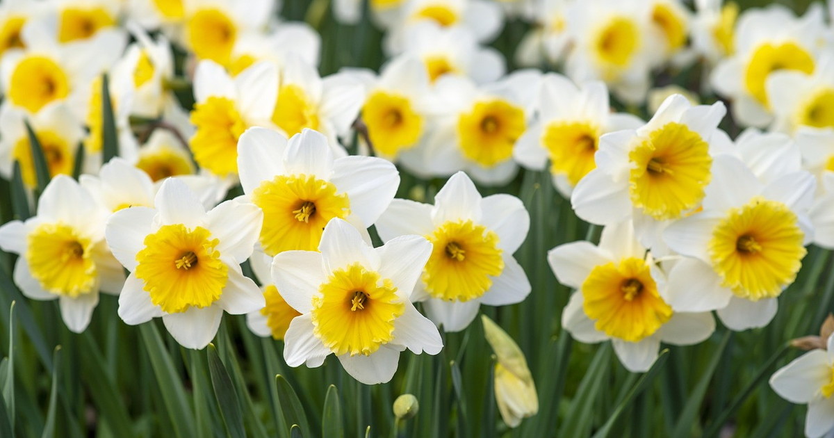 Meteo, Mario Giuliacci: dove lunedì primavera anticipata, ecco dove Meteo, Mario Giuliacci: dove lunedì primavera anticipata, ecco dove