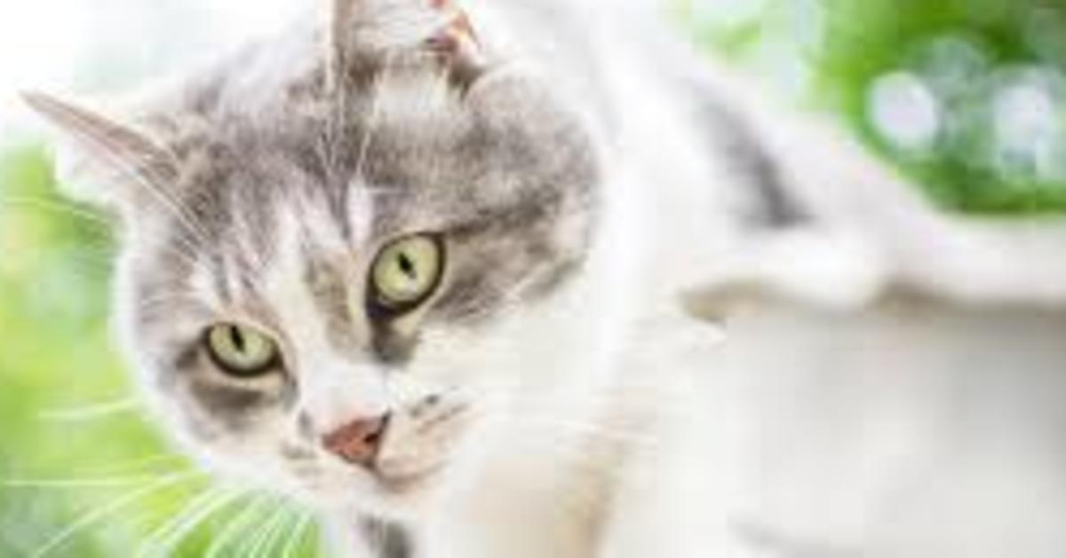 dal pelo al peso i problemi comuni che affliggono i gatti da Liberoquotidiano.it dal pelo al peso i problemi comuni che affliggono i gatti