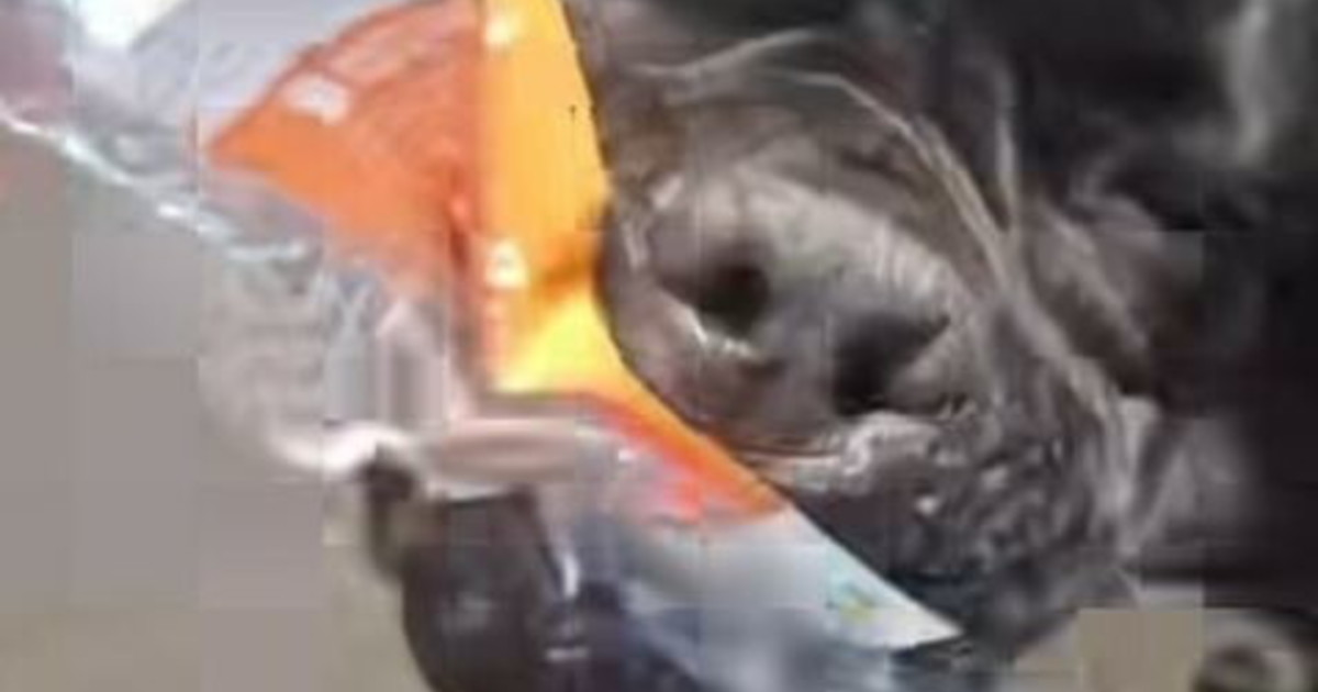 venezia aizza il cane contro il pd sbranato il volantino video choc e polemica da Liberoquotidiano.it venezia aizza il cane contro il pd sbranato il volantino video choc e polemica