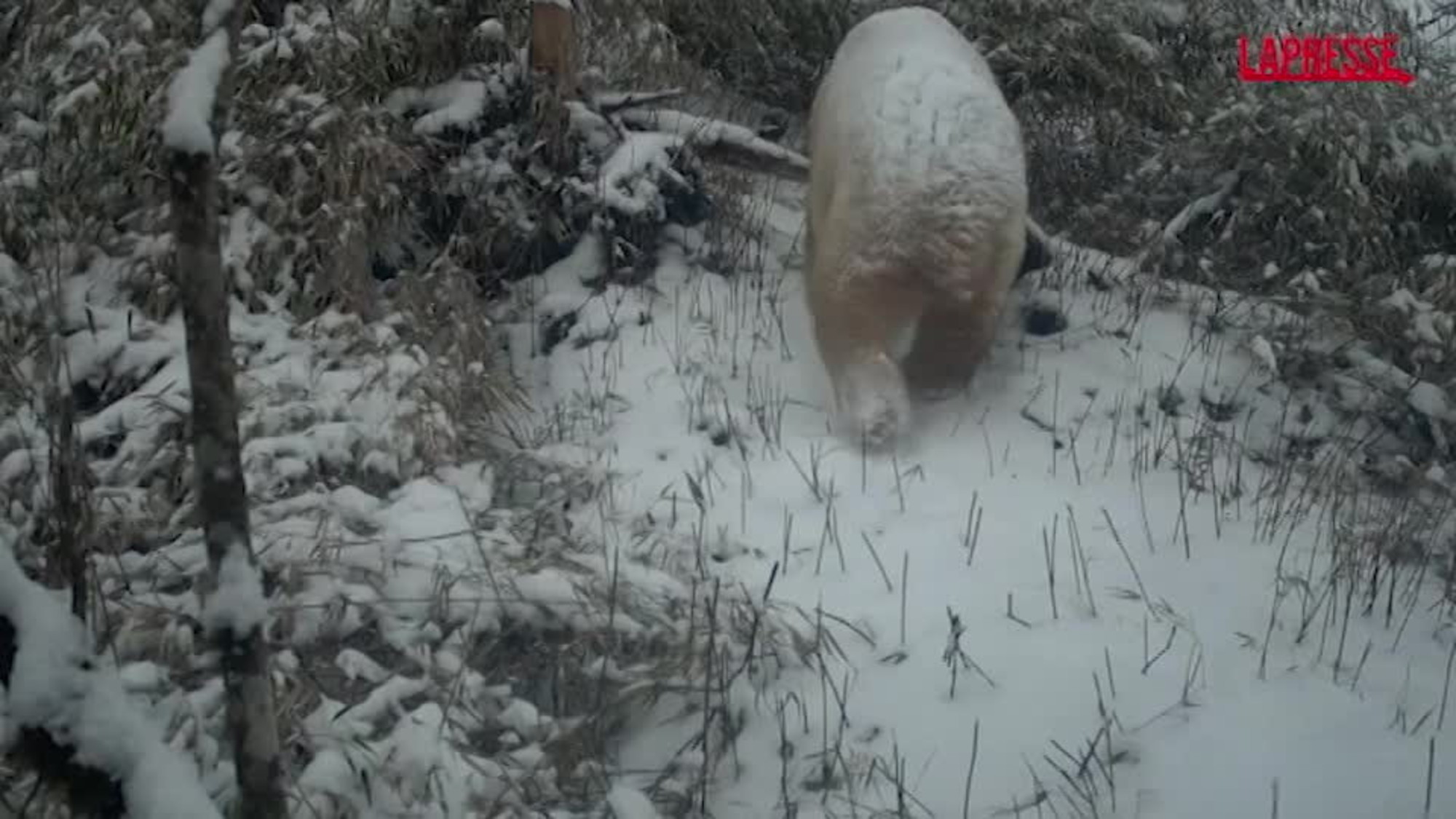 Cina, un rarissimo panda gigante bianco in un parco nella provincia del Sichuan