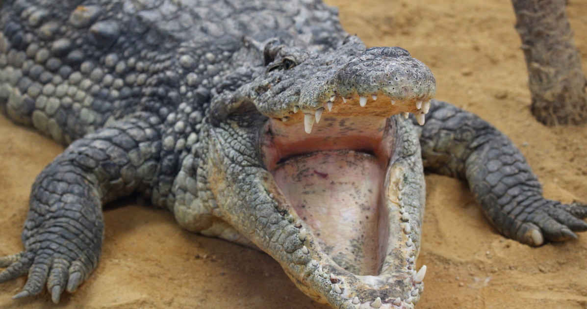 inghilterra lancia un bimbo di 3 anni nel recinto dei coccodrilli panico allo zoo da Liberoquotidiano.it inghilterra lancia un bimbo di 3 anni nel recinto dei coccodrilli panico allo zoo