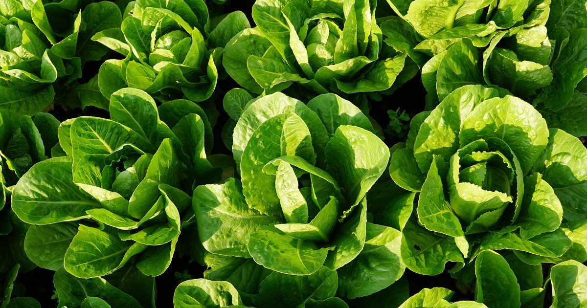 insalata non sono tutte uguali come sceglierla l errore che abbiamo sempre commesso da Liberoquotidiano.it insalata non sono tutte uguali come sceglierla l errore che abbiamo sempre commesso