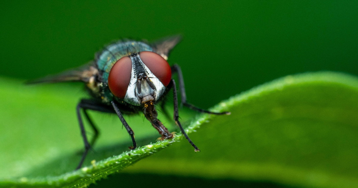 Mosca Predatora