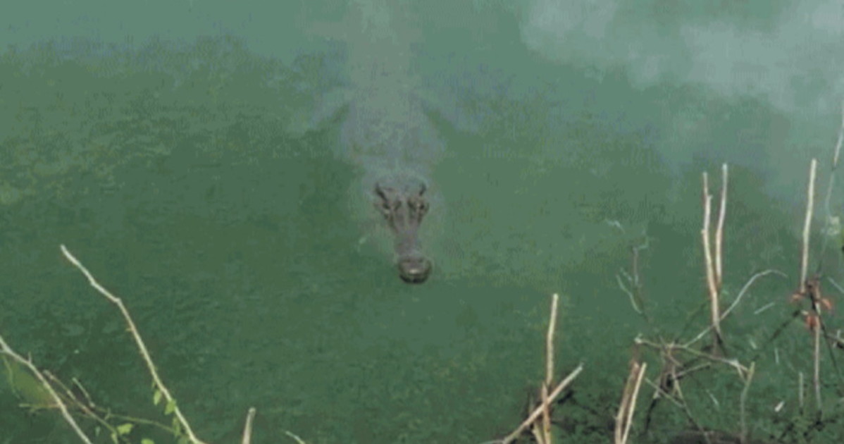 pistoia c 232 un coccodrillo nel lago e arriva l esperto dall estero da Liberoquotidiano.it pistoia c 232 un coccodrillo nel lago e arriva l esperto dall estero