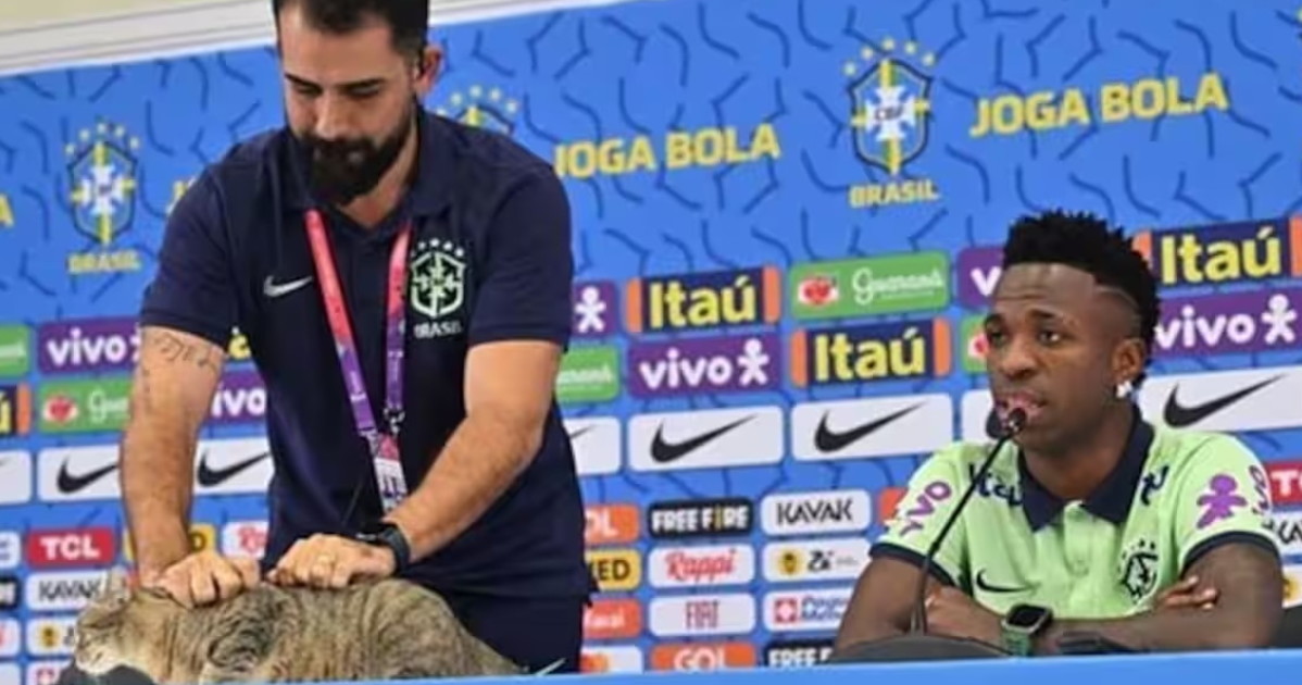 mondiali 2026 brasile eliminato colpa di un gatto i tifosi ne sono convinti da Liberoquotidiano.it mondiali 2026 brasile eliminato colpa di un gatto i tifosi ne sono convinti