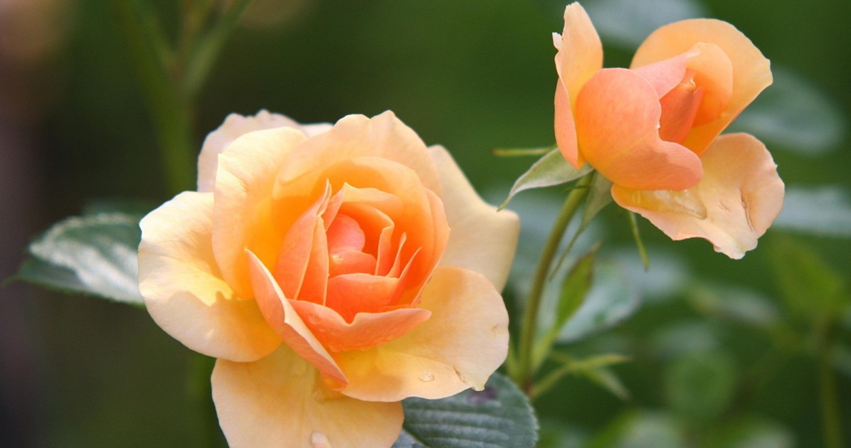 consegna di rose in giornata come fare un regalo last minute senza rinunciare all eleganza da Liberoquotidiano.it consegna di rose in giornata come fare un regalo last minute senza rinunciare all eleganza
