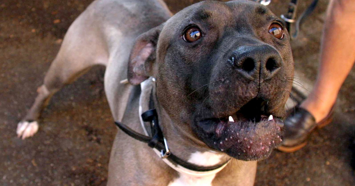 casoria pitbull azzanna al volto una 25enne come la ha ridotta da Liberoquotidiano.it casoria pitbull azzanna al volto una 25enne come la ha ridotta