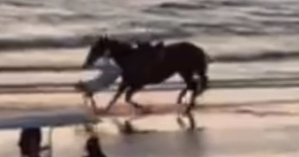 belen rodriguez ho fatto un volo brutta caduta da cavallo il video da Liberoquotidiano.it belen rodriguez ho fatto un volo brutta caduta da cavallo il video