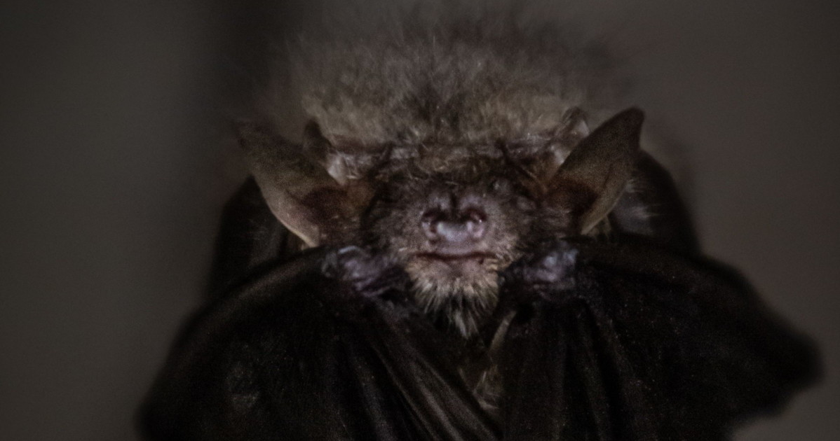 pantelleria scoperti pipistrelli africani scienziati sconvolti da Liberoquotidiano.it pantelleria scoperti pipistrelli africani scienziati sconvolti